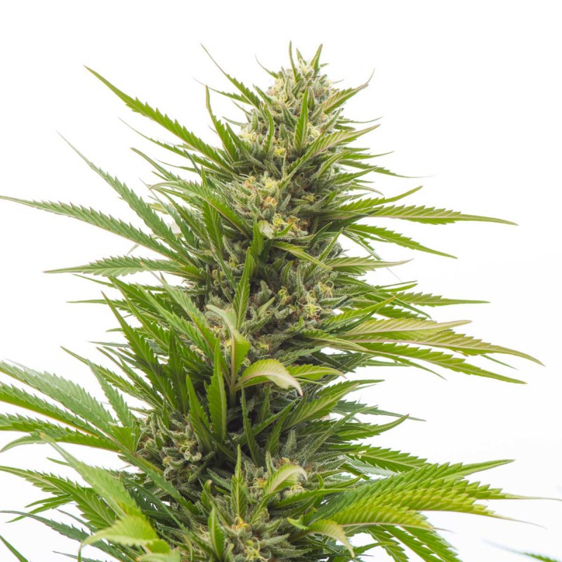 Bubblelicious Sementes de Cannabis Feminizadas