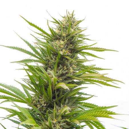 Bubblelicious Feminized Marijuana Seeds