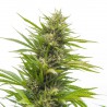 Bubblelicious Feminisoitu Kannabiksen Siemenet Bubblelicious Feminisoitu Kannabiksen Siemenet