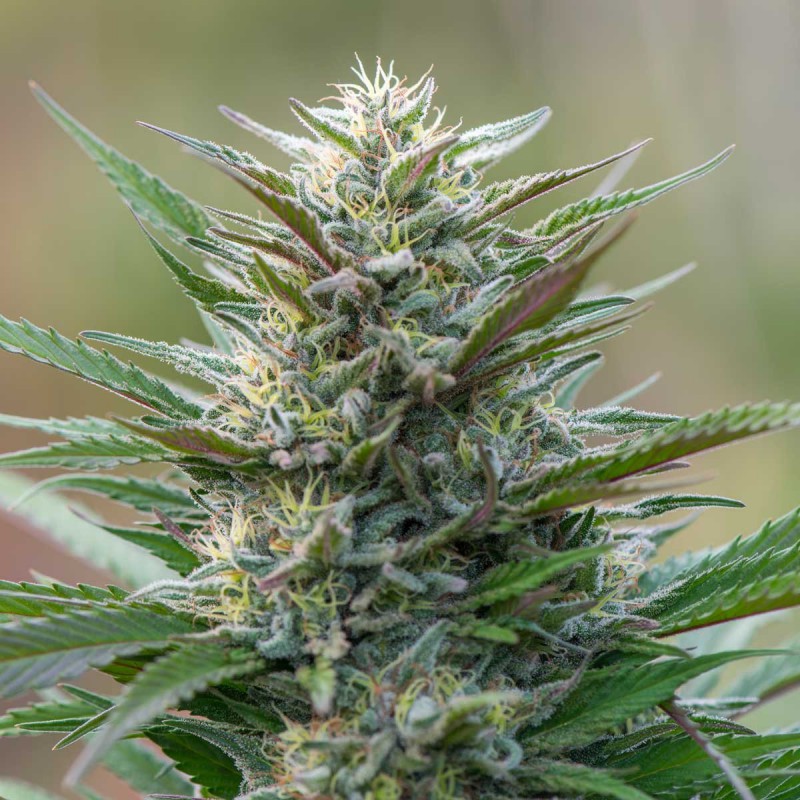 Master Kush Gefeminiseerde Cannabis Zaden