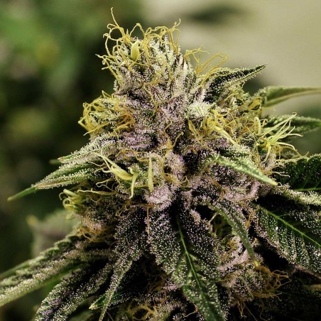 Blue Mystic Feminized Marijuana Seeds