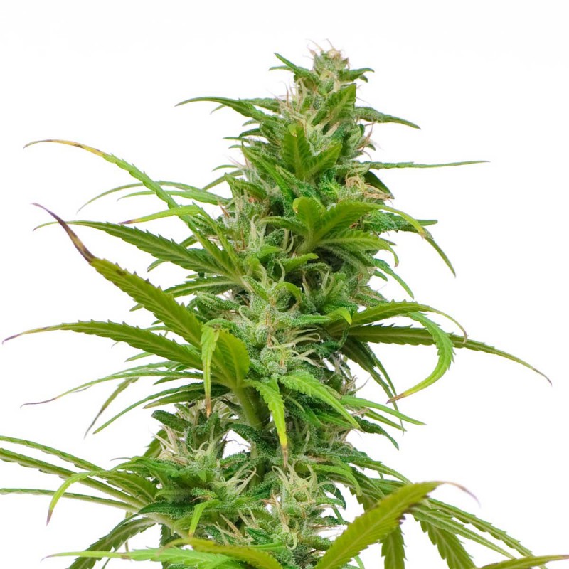 Afghani Hindu Kush Gefeminiseerde Cannabis Zaden