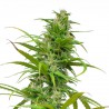 Afghani Hindu Kush Sementes de Cannabis Feminizadas Afghani Hindu Kush Sementes de Cannabis Feminizadas