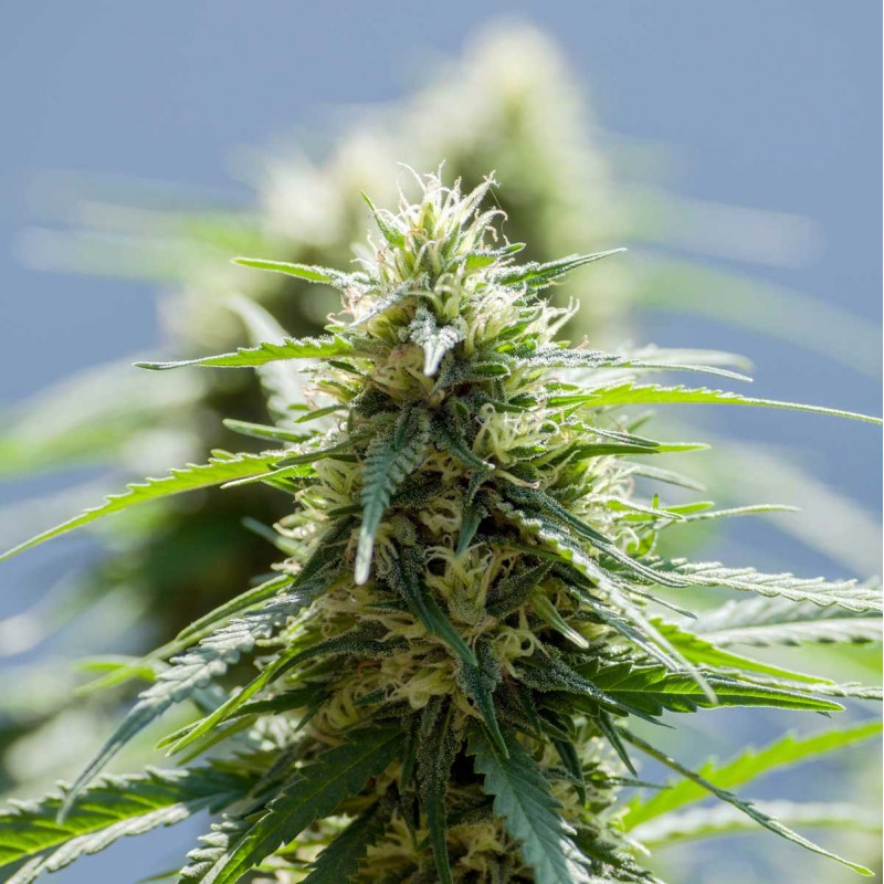 Afghan Outdoor Sementes de Cannabis Feminizadas
