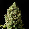 Jacker Herer Automatic