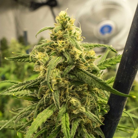 Big Bud Automática Sementes de Cannabis