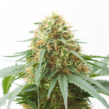 Northern Light Autoflowering Marijuana Seeds