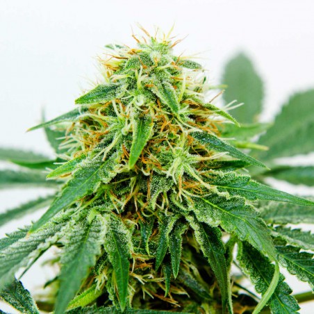 Northern Light x Shiva Feminisoitu Kannabiksen Siemenet Northern Light x Shiva Feminisoitu Kannabiksen Siemenet