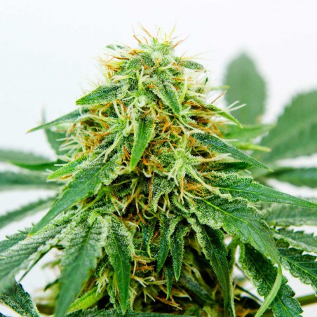 Northern Light x Shiva Sementes de Cannabis Feminizadas