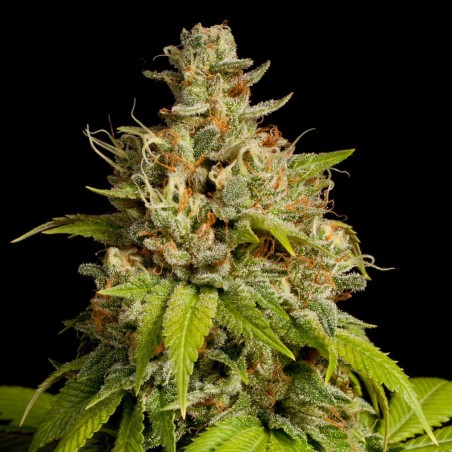 Sementes Durban Poison feminizadas