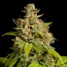 Sementes Durban Poison feminizadas