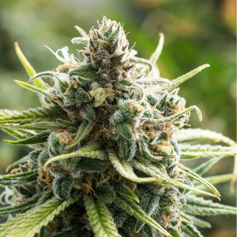 B-52 Sementes de Cannabis Feminizadas