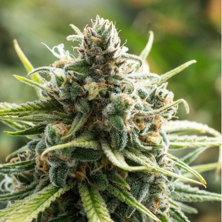 B-52 Feminized Marijuana Seeds