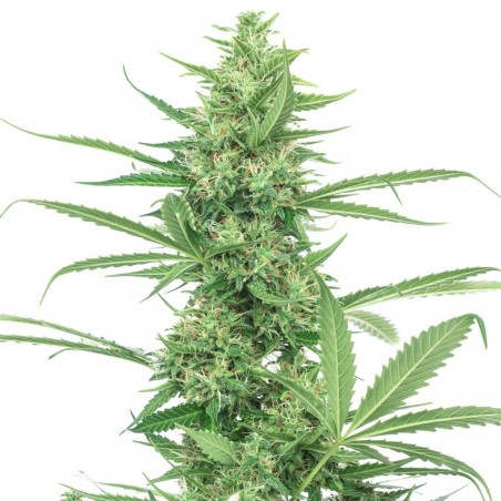 Power Plant Autoflorecientes Semillas de Cannabis