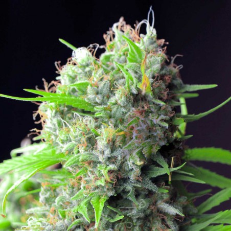 White Rhino Feminisoitu Kannabiksen Siemenet White Rhino Feminisoitu Kannabiksen Siemenet