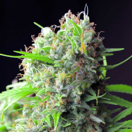 White Rhino Sementes de Cannabis Feminizadas