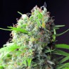 White Rhino Feminisoitu Kannabiksen Siemenet White Rhino Feminisoitu Kannabiksen Siemenet