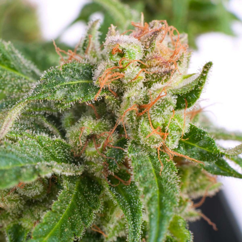 Original Highway Delight Sementes de Cannabis Feminizadas