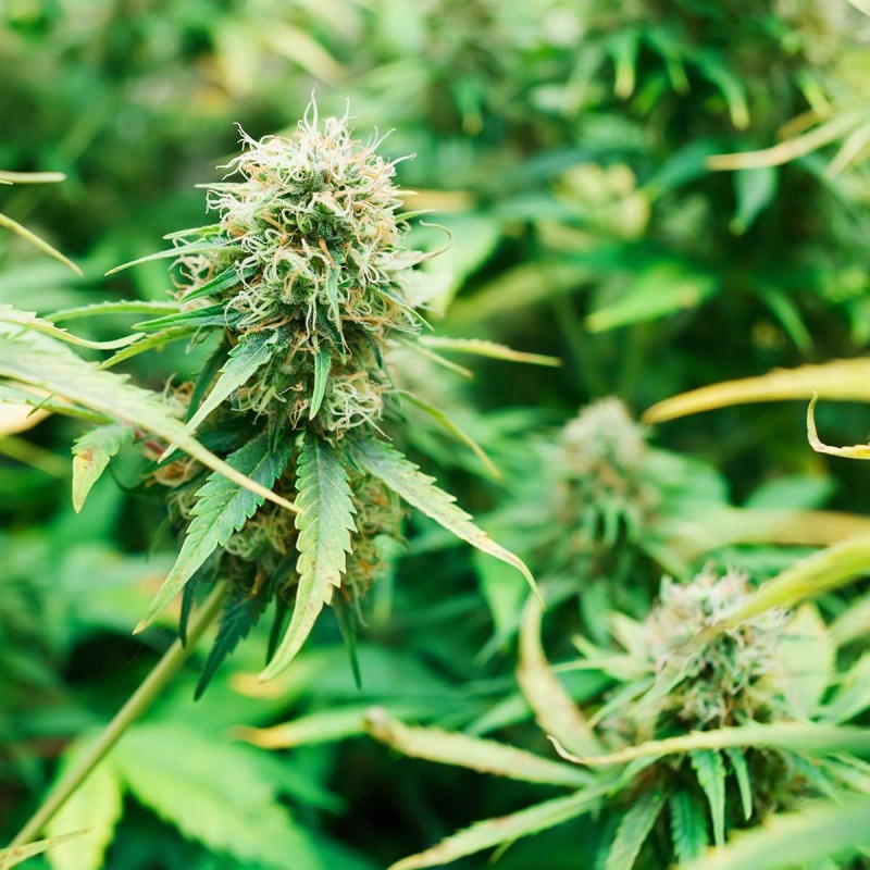 Mistura especial de Sementes de Cannabis Feminizadas