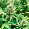 Mezcla de Semillas de Cannabis Feminizadas Mezcla de Semillas de Cannabis Feminizadas