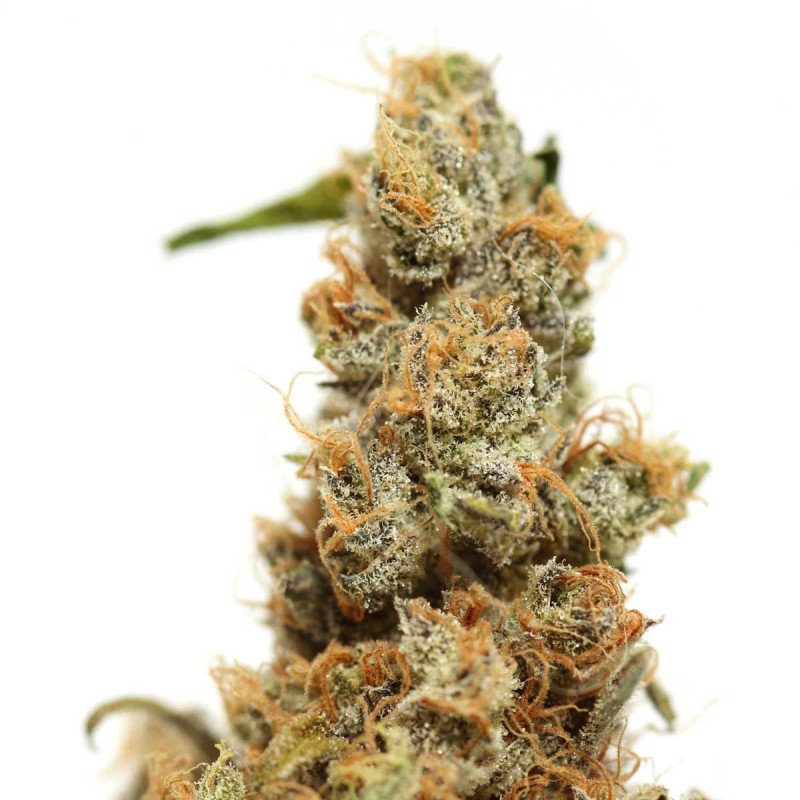 Haze Sementes de Cannabis Feminizadas