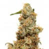 Haze Semillas de Cannabis Feminizadas