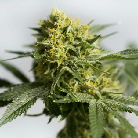 Papaya Feminized Marijuana Seeds