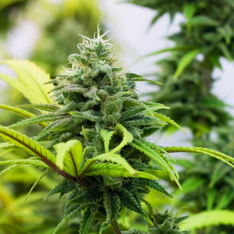 AK-48 Sementes de Cannabis Feminizadas
