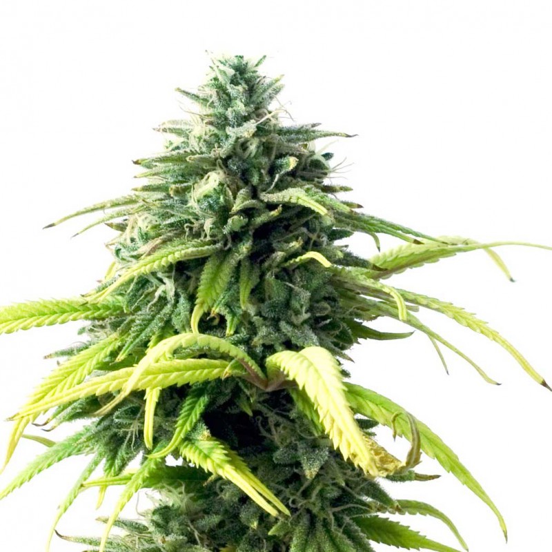 Skunk 1 Feminiserade Cannabis Frön
