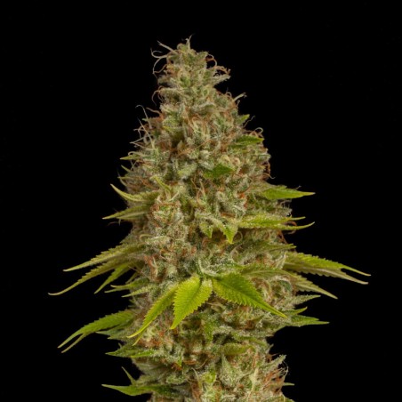 Early Special Feminized Marijuana Seeds