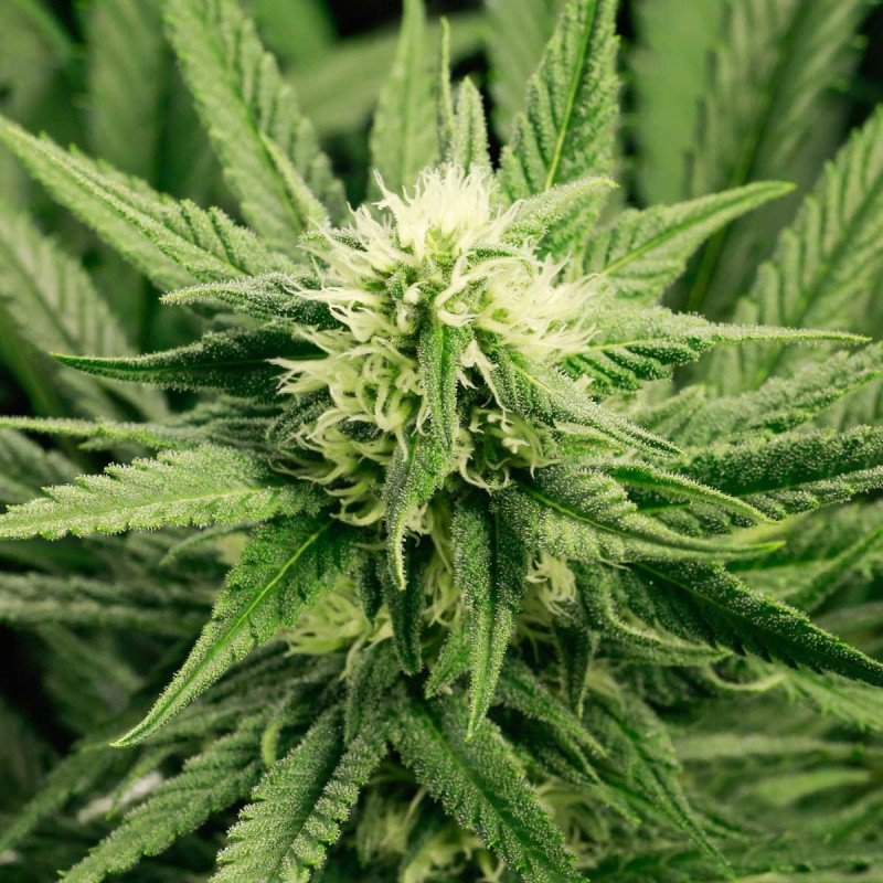 Early Bud Femi Cannabis Frø