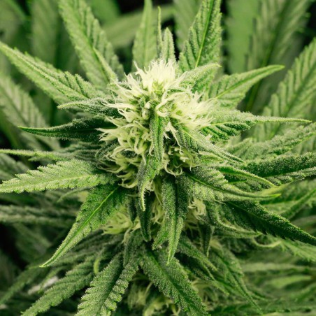 Early Bud Sementes de Cannabis Feminizadas