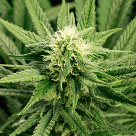 Early Bud Femi Cannabis Frø