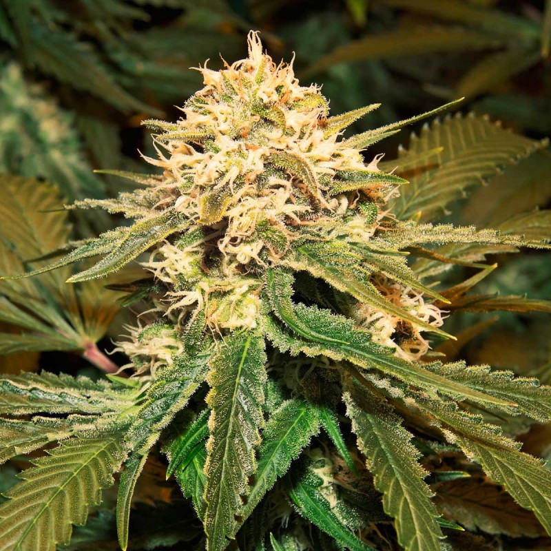 Hollands Hope Feminisert Cannabis Frø