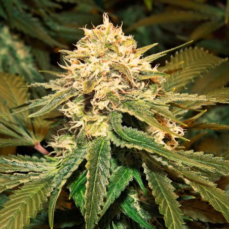 Hollands Hope Feminisert Cannabis Frø Hollands Hope Feminisert Cannabis Frø
