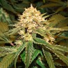 Hollands Hope Sementes de Cannabis Feminizadas Hollands Hope Sementes de Cannabis Feminizadas