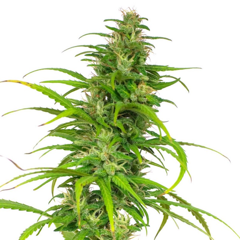 Early Misty Feminisoitu Kannabiksen Siemenet
