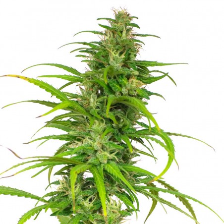 Early Misty Feminized Marijuana Seeds