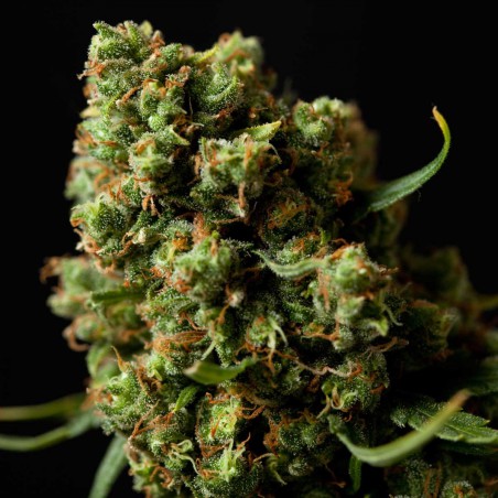 Four Way Specials Feminized Marijuana Seeds