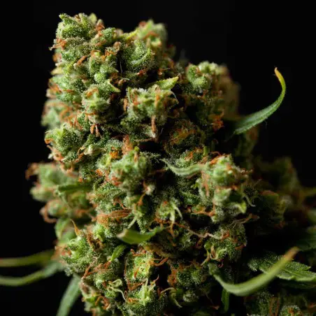 Four Way Specials Feminized Marijuana Seeds