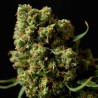 Four Way Specials Feminized Marijuana Seeds Four Way Specials Feminized Marijuana Seeds