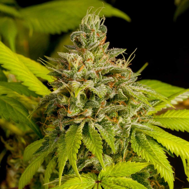 Skunk Autoblomst Cannabis Frø