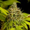 Skunk Autoflowering Hanfsamen