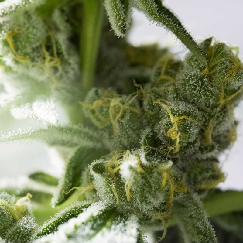OG Kush Automatic
