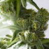 OG Kush Autoflorecientes OG Kush Autoflorecientes