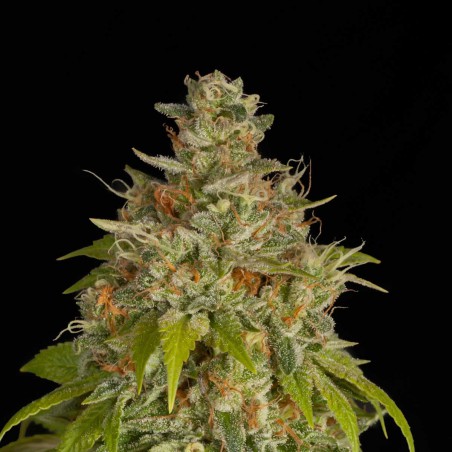 Blue Dream Feminized Marijuana Seeds