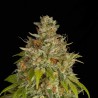 Blue Dream Feminisoitu Kannabiksen Siemenet Blue Dream Feminisoitu Kannabiksen Siemenet