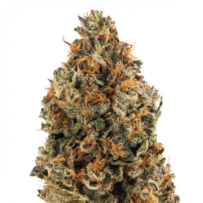 OG Kush Automatic