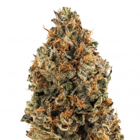 OG Kush Autoflowering Marijuana Seeds