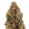 OG Kush Autoflorecientes OG Kush Autoflorecientes
